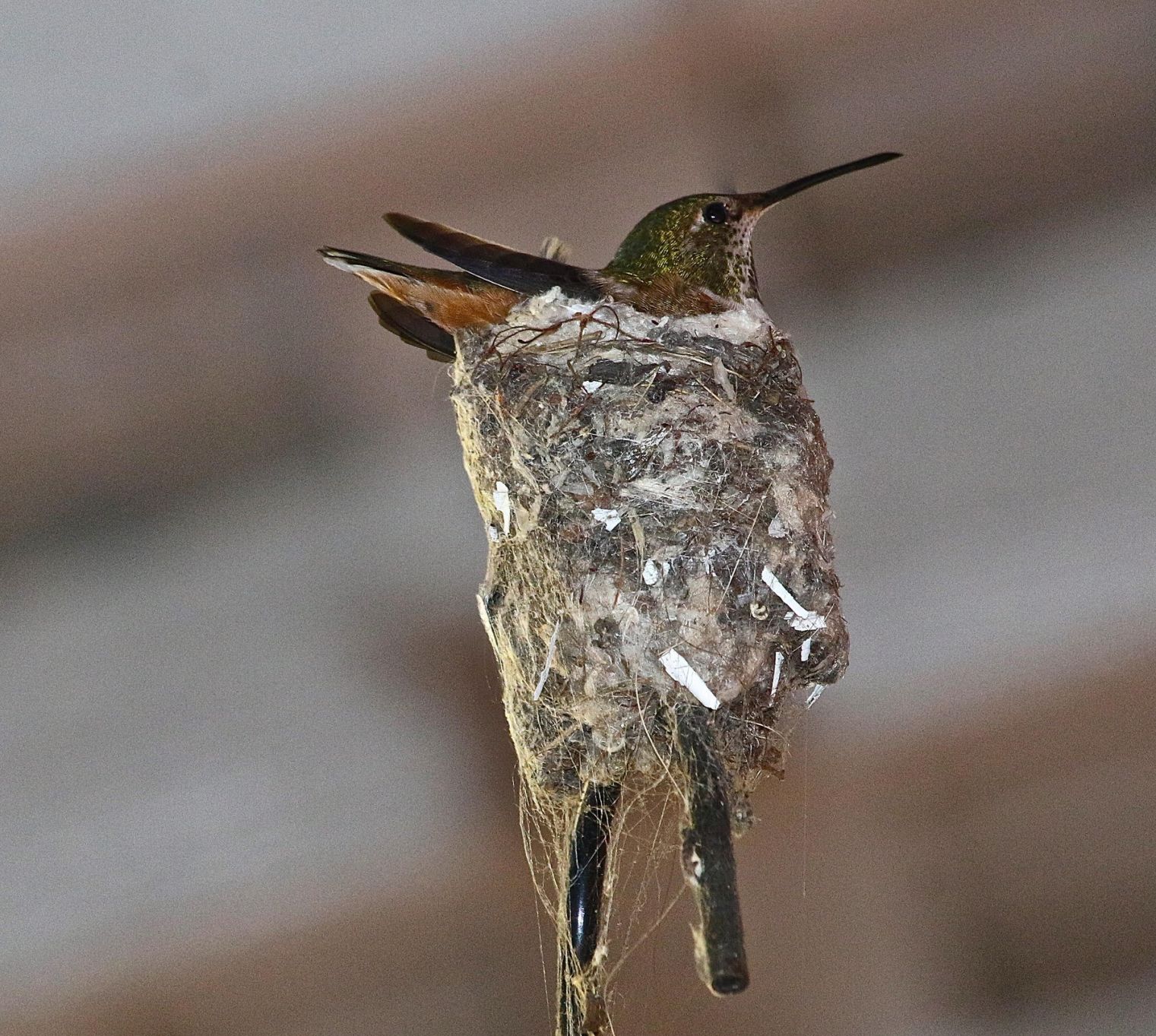 Hummingbird sitting on nest Silver Lake